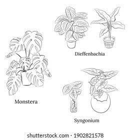 Set of hand drawn house plants in pots. Big set cute of hand drawn house plants in pots including cactus, dracena, aloe and others, and garden tools. Vector collection of doodle plants.