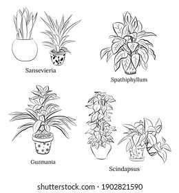 Set of hand drawn house plants in pots. Big set cute of hand drawn house plants in pots including cactus, dracena, aloe and others, and garden tools. Vector collection of doodle plants.