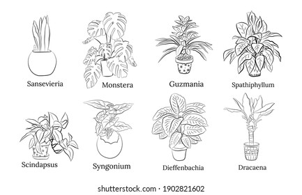 Set of hand drawn house plants in pots. Big set cute of hand drawn house plants in pots including cactus, dracena, aloe and others, and garden tools. Vector collection of doodle plants.