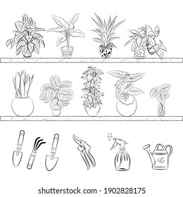 Set of hand drawn house plants in pots. Big set cute of hand drawn house plants in pots including cactus, dracena, aloe and others, and garden tools. Vector collection of doodle plants.