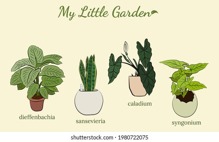 Set of hand drawn house plants in pots. Collection of  hand drawn potted houseplants including dieffenbachia, sansevieria, caladium, syngonium.