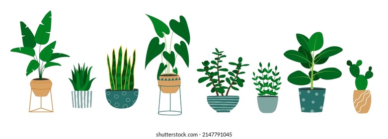 Set of hand drawn houseplants in flowerpots. Alocasia plant, cactus, monstera, jade plant. Isolated vector illustration.