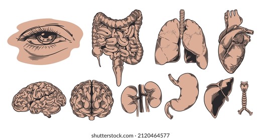 Set hand drawn of human anatomy. The study and structure of the internal organs of people and body parts. Education. Vector illustration. Isolated image on a white background.