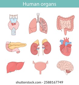Set of hand drawn human organs