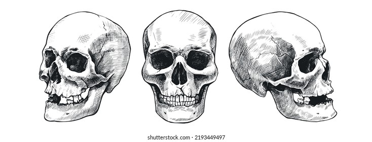 Set of hand drawn human skulls. Vector graphic illustration.