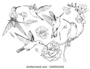 Set of hand drawn Hummingbirds or Trochilidae for your design, greeting cards, posters. Collection of sketch style exotic birds and flowers isolated on white background. Vector realistic illustration.