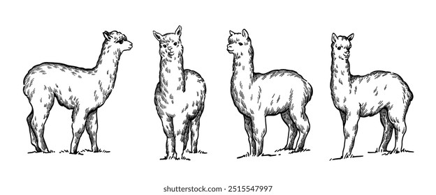 conjunto de ilustração desenhada à mão alpaca line art