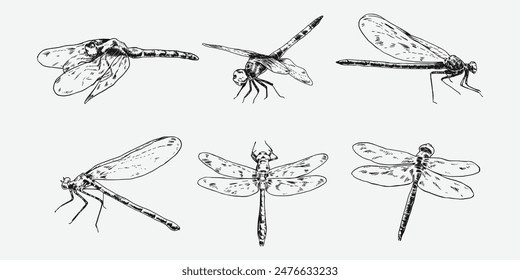 set of hand drawn illustration of dragonfly. Different pose, action. Isolated background. Monochrome vector engraving.