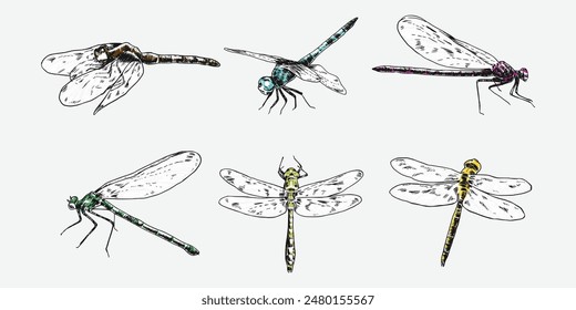 set of hand drawn illustration of dragonfly. Different pose, action. Isolated background. Colorful vector engraving.