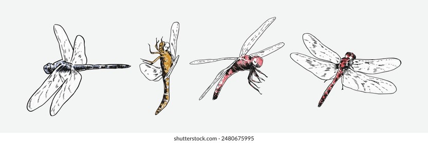 set of hand drawn illustration of dragonfly. Different pose, action. Isolated background. Colorful vector engraving.