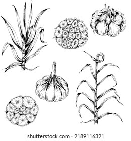 set of hand drawn illustration of garlic plants in engraved style, isolated on white background