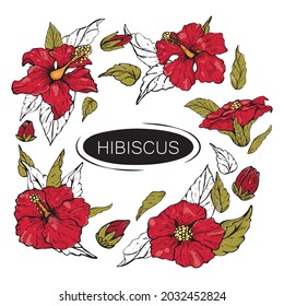 Set of hand drawn illustrations of colored hibiscus flowers, branch, leaf. sketch.