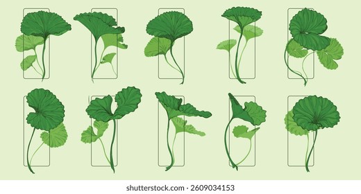 A set of hand drawn illustrations of gotu kola leaves in different shapes isolated in frames. gotu kola or pennywort. vecor illustration