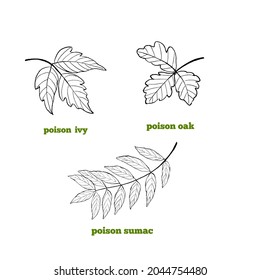 Set of hand drawn illustrations of leaves of toxic plants - Poison ivy, Poison sumac and Poison sumac .
, 