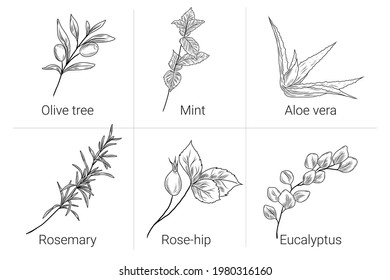 Set of hand drawn illustrations with olive tree branch, pepper mint leaves, aloe vera plant, rosemary, rose hip and eucalyptus