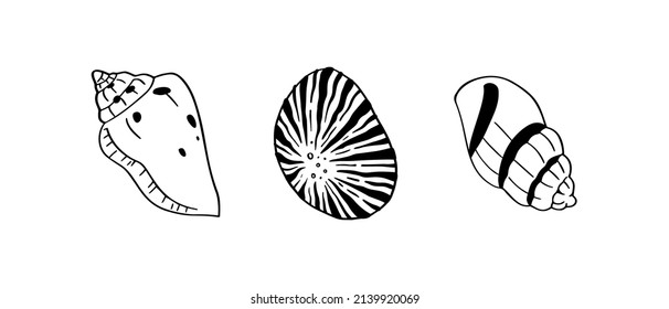 A set of hand drawn illustrations of a seashell. Tropical underwater design elements, isolated on white background. A vector illustration EPS10