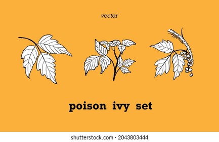 Set of hand drawn illustrations of toxic plant - Poison ivy, branch, leaves and berries. Line work style.