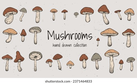 Set of hand drawn illustrations of various mushrooms champignons, fly agarics, white mushroom, oyster mushrooms. Perfect for adding a vintage and organic touch to culinary projects. Not AI generated.