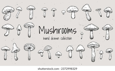 Set of hand drawn illustrations of various mushrooms champignons, fly agarics, white mushroom, oyster mushrooms. Perfect for adding a vintage and organic touch to culinary projects. Not AI generated.