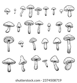 Set of hand drawn illustrations of various mushrooms champignons, fly agarics, white mushroom, oyster mushrooms. Perfect for adding a vintage and organic touch to culinary projects. Not AI generated.