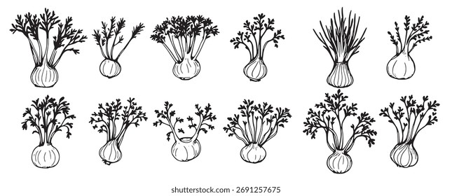  Conjunto de ilustraciones dibujadas a mano de varios tipos de hierbas