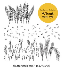 set of hand drawn illustrations of wheat, oats, rye. sketches for the design of cafes, restaurants, food packages. bread collection
