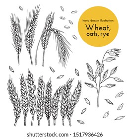 set of hand drawn illustrations of wheat, oats, rye. sketches for the design of cafes, restaurants, food packages. bread collection
