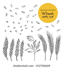 set of hand drawn illustrations of wheat, oats, rye. sketches for the design of cafes, restaurants, food packages. bread collection