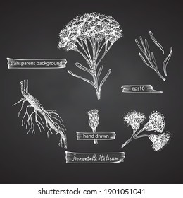 Ensemble de fleurs à la main dessinées à l'immortelle italienne, Fleurs d'Helichrysum en blanc isolées sur fond noir. Design graphique rétro vintage. Dessin d'esquisse botanique, style de gravure. Illustration vectorielle