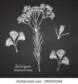 Ensemble de fleurs à la main dessinées à l'immortelle italienne, Fleurs d'Helichrysum en blanc isolées sur fond noir. Design graphique rétro vintage. Dessin d'esquisse botanique, style de gravure. Illustration vectorielle
