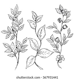 Set of hand drawn ink branches. Flowering medicinal herbs. Isolated branches with leaves and flowers. Ink sketch branches for design, decor, prints, banners, web, wallpapers etc