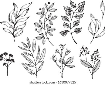 Set of hand drawn ink herbs and leaves. Vector traced illustration, Black and white, Best for prints, wallpapers, eco design