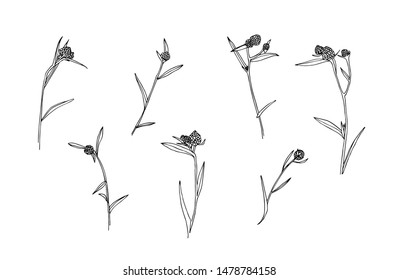 Set of hand drawn ink painted wild plants. Grunge style abstract botanical elements for design. Black isolated vector on white background.