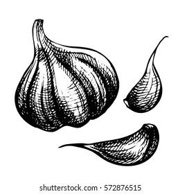 Set of hand drawn ink sketch garlic. Organic eco food. Fresh whole and slice vegetable.