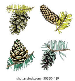 Set of hand drawn inked conifer in color, pinecone, pine, spruce, cedar, Handmade fir cone. Vector.
