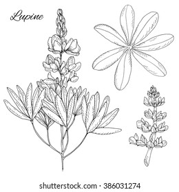 Set of hand drawn inky lupine vector. Leaves, branch and lupine flowers isolated on white. Monochrome floral design elements. Isolated lupine vector for decor, stickers, prints, cards, etc.