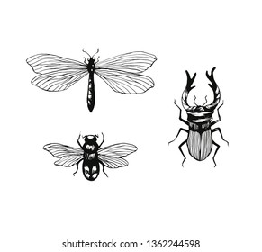Set of hand drawn insects, dragonfly, bumblebee, stag-beetle ink