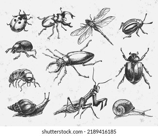 Set of hand drawn insects. Isolated on white background.