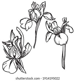 Set of hand drawn iris flowers. Vector illustrations.