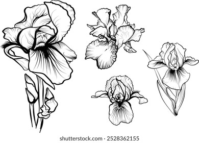 A set of hand drawn iris flowers vector illustration