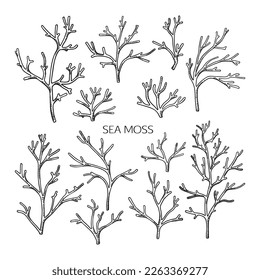 Set of hand drawn irish moss