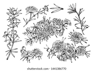 Set hand drawn isolated  Moss Rose . Flower vector illustration in black outline and white plane on white background.