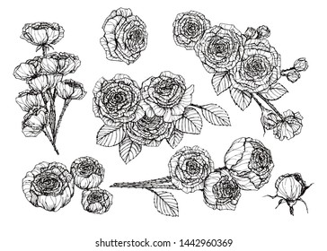 Set hand drawn isolated Rose Flower . Flower vector illustration in black outline on white background.