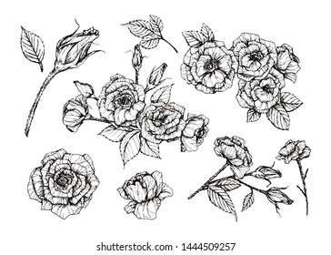 Set hand drawn isolated Rose Flower . Flower vector illustration in black outline and white plane on white background.