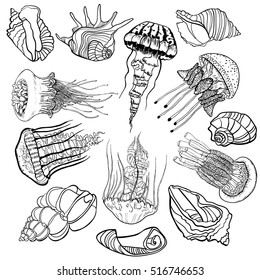 Set of hand drawn jellyfish and seashells. Vintage collection of isolated black and white marine fauna. Sketch design elements. Vector illustration.