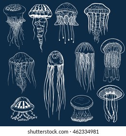 Set of hand drawn jellyfish. Vintage collection of isolated marine fauna. Sketch style. Vector illustration.