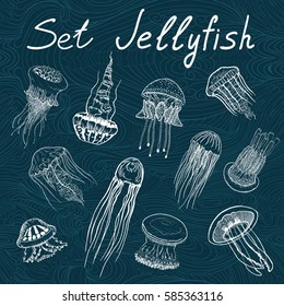 Set of hand drawn jellyfish. Vintage collection of isolated marine fauna. Sketch style. Vector illustration.