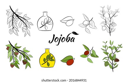 Ramas de jojoba dibujadas a mano con frutas, flores y hojas. Colección de plantas de Jojoba. Ilustración vectorial botánica. Elementos para el menú, etiqueta, diseño de embalaje.