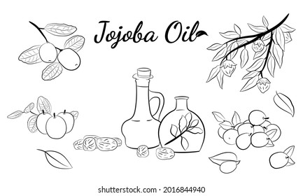 Ramas de jojoba dibujadas a mano con frutas, flores y hojas. Colección de plantas de Jojoba. Ilustración vectorial botánica. Elementos para el menú, etiqueta, diseño de embalaje.
