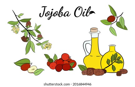 Set of hand drawn jojoba branches with fruits, flowers and leaves. Jojoba plant collection. Vector illustration botanical. Elements for menu, label, packing design.